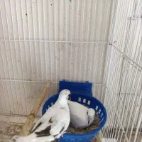 کبوتر الماسی ابلغ