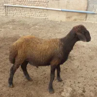گوسفند نر قزل افشار برای گله