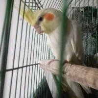 پرنده