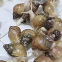 جوجه حلزون گرون نخرید