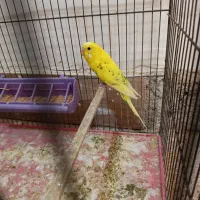 مرغ عشق باجوجه