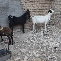 نربز گلابی و بز گلابی کاموری پاکستانی چهل خال