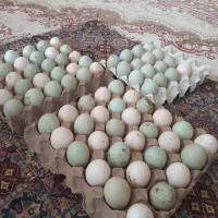 تخم اردک نژاد پروازی سرسبز.کرچ شو