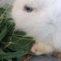 خرگوش چشم آبی لوپ
