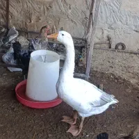 دهدشت