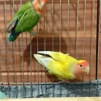 جفت مولد کوتوله برزیلی