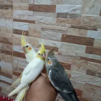 چهار عدد طوتی عروس ناز
