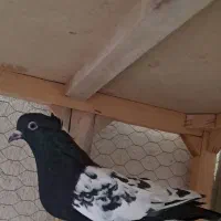 کفتر بوم سینه سیاه