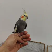 پرنده. عروس پاریس.
