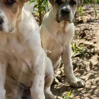 توله های الابای اصیل