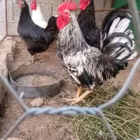 خروس درجه یک