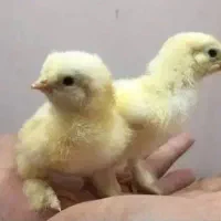 جوجه برهما لایت وبلک