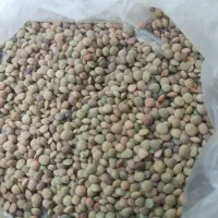 عدس محلی