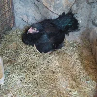 مرغ لاری کرچ شو معاوضه دارم