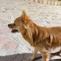 فروش سگ پامر روباهی