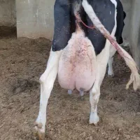 گاو شیری هلیشتاین صنعتی