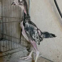 جوجه لاری اوشامو مشکی