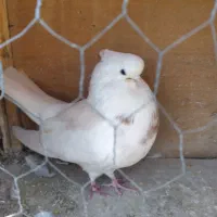 کبوتر نوک قنار نر نوک قناری