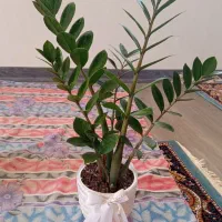گل،گلدان|گل و گیاه طبیعی|تاکستان, |دیوار