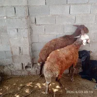 بره ماده جنس گوسفند کشتاری و بره دار