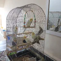 عروس هلندی