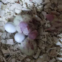 جوجه عروس سرلاکی لوتینو