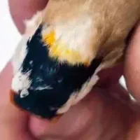 سهره نر چهار گل خط
