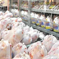 توزیع مرغ کشتار روز کالابرگ