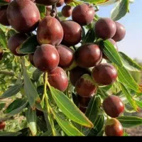 عناب تازه