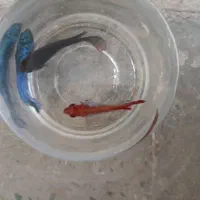فایتر