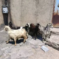 پنج عدد بزغاله نروماده