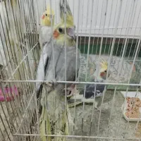 عروس فروشی
