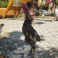 خروس لاری ۱ ساله