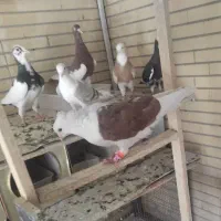 دوکت