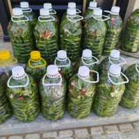 خیارشور خانگی