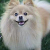 پامر ین نژاد دار