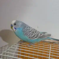دوجفت مرغ عشق جوان  سالم