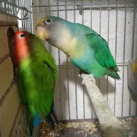 پرنده
