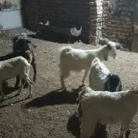 بزغاله ماده پاکستانی