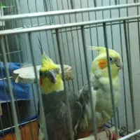 عروس هلندی و فنج