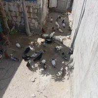 کبوتر گره