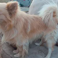 سگ پامر