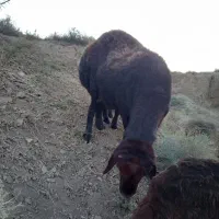 نر ۳ساله قزل افشار خالص