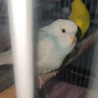 مرغ عشق|پرنده|کلاچای, |دیوار