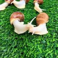 فروش بچه حلزون آچاتینا طبی