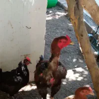 خروس لاری