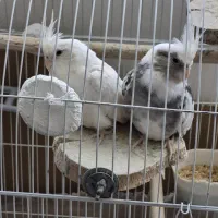 جفت عروس هلندی آس رنگ خاص