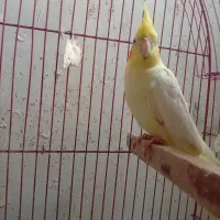 عروس هلندی نر