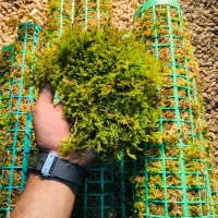 خزه تازه طبیعی چوبخز قیم
