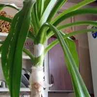 گل برگ موزی